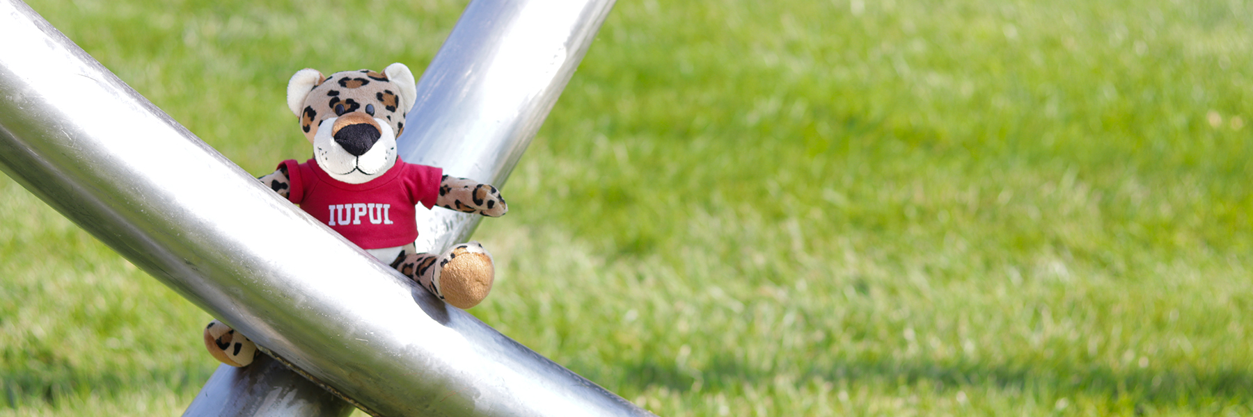 Paws sitting outside near University Library on the artwork in the lawn.